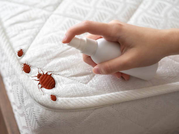 Best Flea Control Services  in Cheshire Village, CT